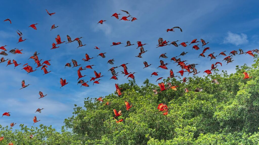 Scarlet ibis in flight Caroni swamp Trinidad