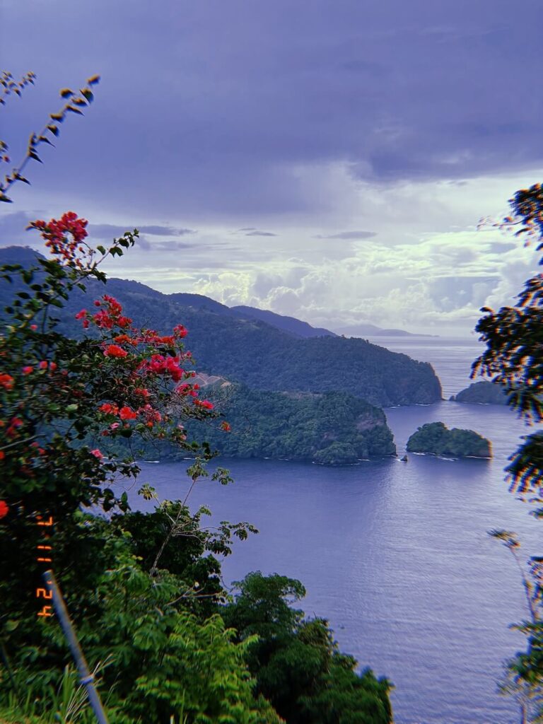 view over looking north coast poui trees